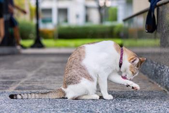 A white and tan cat cleaning it's leg (self-grooming) sitting on a stone walkway