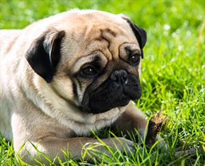 what are the symptoms of low calcium in dogs