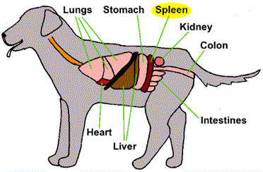what happens when a dog has an enlarged spleen