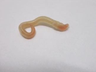 what are flat white worms in dog poop