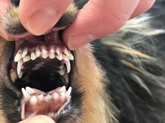 can you pull all of a dogs teeth