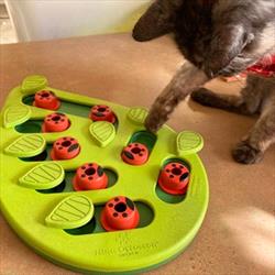 Cat playing with green food puzzle 