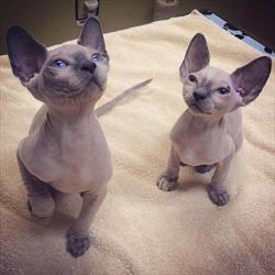Photo of two sphynx kittens