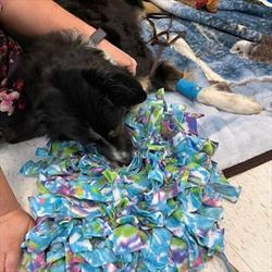 Black dog playing with a brightly colored snuffle mat