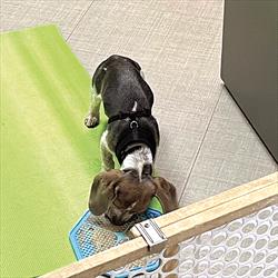 fPuppy with lickable mat behind wooden baby gate