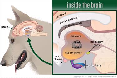 Colorful diagram of the canine brain 