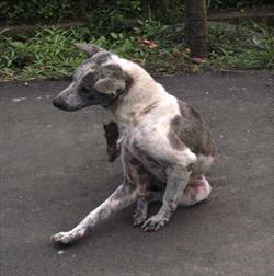 Photo image of a grey and white dog with mange