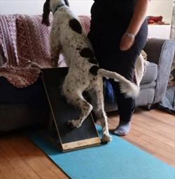 Dog with front feet on couch and left hind foot on nail board, right hind foot on floor 