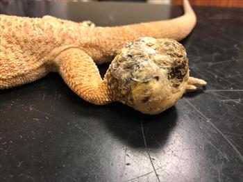 How to Treat Abscess on Bearded Dragon?