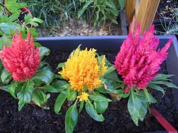 Celosia Dragon S Breath Toxic To Dogs