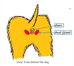 Porn Forced Anal Prolapse Eating - Anal Glands and Anal Gland Abscess in Dogs and Cats - Veterinary Partner -  VIN