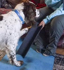 Dog begins to touch the scratchboard 