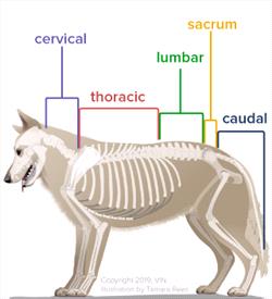 Illistration showing the five parts of a dog's spine