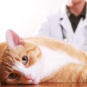 White and tan tabby cat laying on exam table with veterinarian in background.