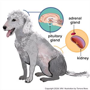 diagram of a grey dog with icons showing where the pituitary gland is in the brain, and the adrenal glands which are on top of the kidneys.