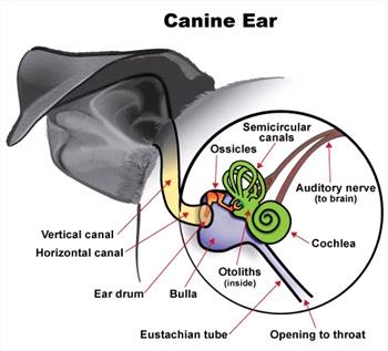 can a dog die from vestibular disease