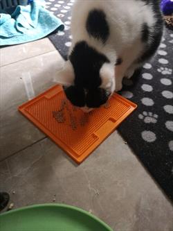 Black and white cat licking food from an orange lick mat 