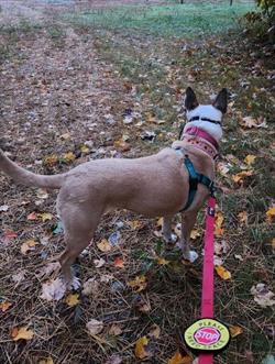 Brown and white dog looking into distance