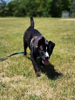 Black dog with a blue leash on green grass