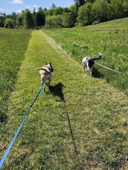 Two dogs walking on long lines on green pasture grass 