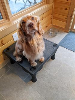 Photot of yellow cocker spaniel sitting on a platform 