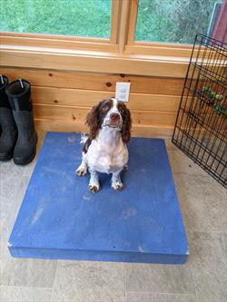  Liver and white springer spaniel on blue mat