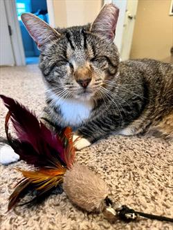 Tiger kitty plays with a feather toy