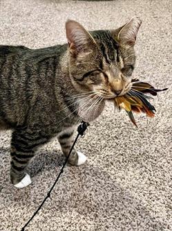 Photo image of tiger kitty with feather toy in their mouth 