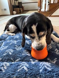Black and white dog with a bright orange ball on a blue bed 