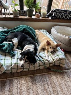 A brown dog and a yellow dog relax together on a dog bed