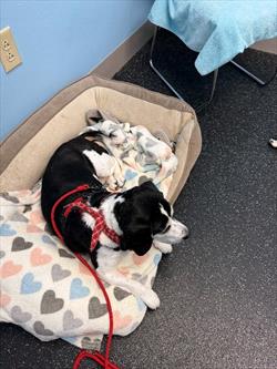 Black and white dog relaxing on a colorful dog bed