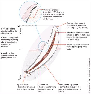 tooth anatomy diagram with various terms