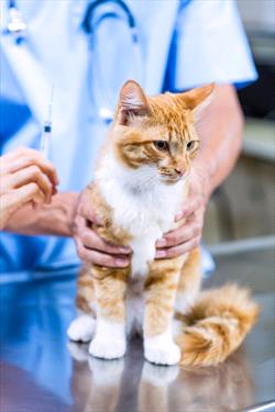Can Dogs Get a Stomach Virus From Cats?