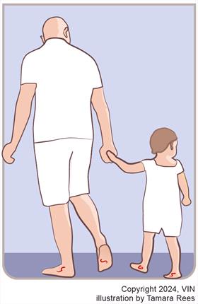 man and young child walking barefoot showing that worms can enter bare feet from soil