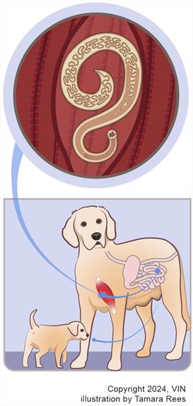 Natural hookworm treatment for dogs best sale