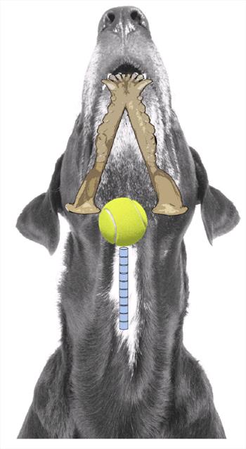 can my dog choke on a tennis ball