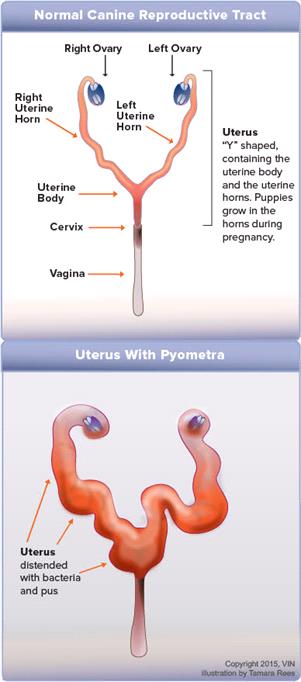 what are symptoms of pyometra in dogs