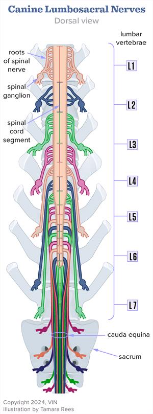 Lumbosacral Nerve diagram