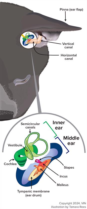 diagram of canine ear with various terms