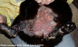 Black cat with eosinophilic plaques on belly, groin, and inner parts of legs.