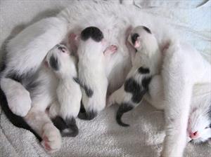 White mother cat with white and black spotted kittens, nursing.