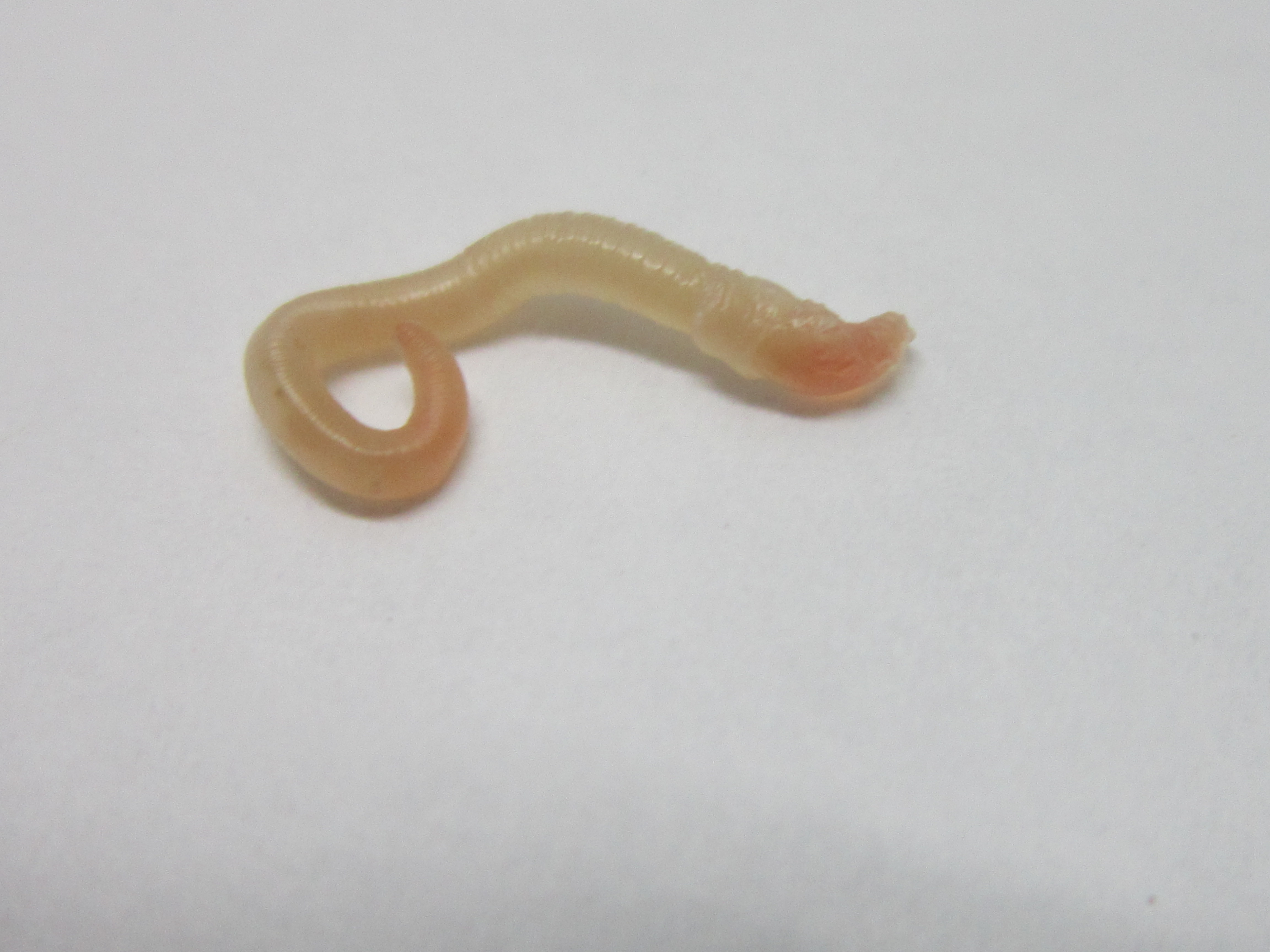 Physaloptera (Stomach Worm) in Dogs and Cats - Veterinary Partner