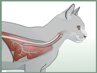 Feline Asthma, Airways and Triggers - Animation