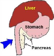 Illustration of the pancreas which is nestled along the stomach and small intestine.