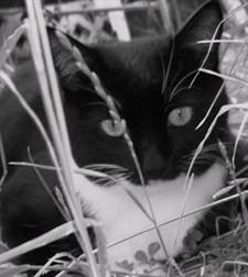 Photo of a black cat in the weeds