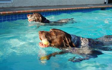 Dog swimming in a pool carrying a tennis ball.