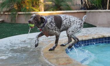 German shorthair pointer carrying a ball jumping out of a swimming pool.