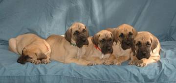 A litter of Great Dane puppies sitting on a blue blanket