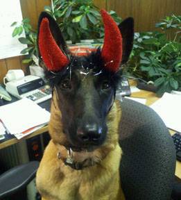 German Shepherd with devil ears.
