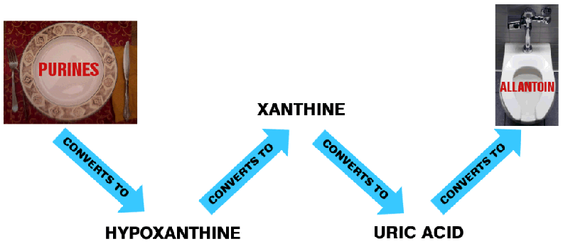 Purine to Allantoin Pathway Diagram